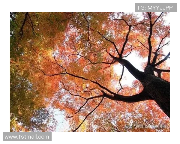 佟文的成长之路:从平凡到卓越的奋斗故事与人生启示 佟文的成长之路:从平凡到卓越的奋斗故事与人生启示